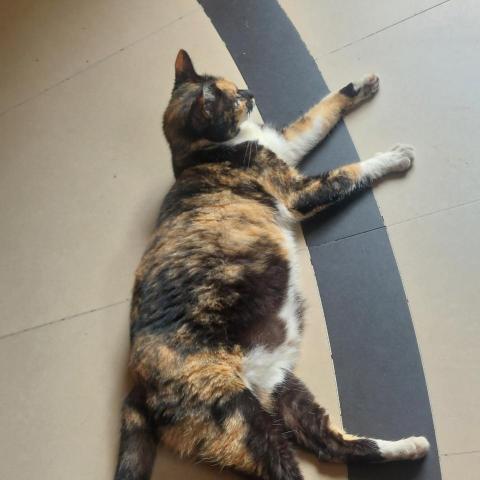 提供120服務的專家微微糖