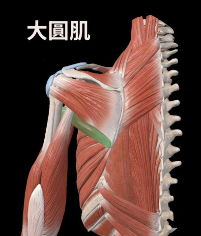 Marryme~Spa - 低頭族、電腦肩、壓力山大... 你的斜方肌是否早已僵硬如石，讓脖子和肩膀的線條，從優美的斜線變成一條緊繃的「垂直線」？

這不只是痠痛，更是體態的警報！?
「垂直肩」意味著你的肌肉長期失衡，導致：
❗ 血液循環差，氣色暗沉、代謝慢
❗ 壓迫神經，引發慣性頭痛、偏頭痛
❗ 視覺顯胖，形成虎背熊腰的體態
