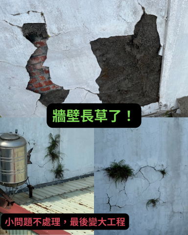 王昱鈞 - 牆壁長草了一定要處理 不然會變成大麻煩!