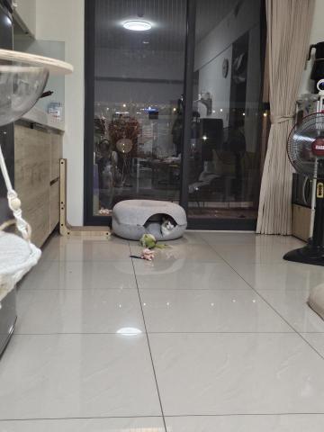 🐶 Moony 毛孩散步服務 - 居家寄養環境 🐶 Moony 毛孩散步服務 - 居家寄養環境