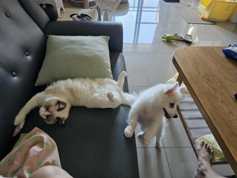 🐶 Moony 毛孩散步服務 - 目前家裡有一貓一狗,可以籠養也可以散養,都可以隔離照顧 🐶 Moony 毛孩散步服務 - 目前家裡有一貓一狗,可以籠養也可以散養,都可以隔離照顧