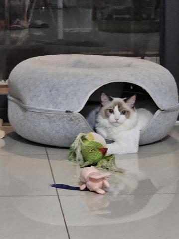 🐶 Moony 毛孩散步服務 - 