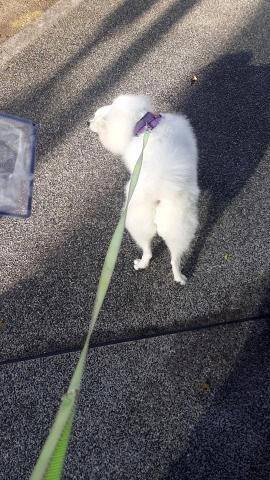 🐶 Moony 毛孩散步服務 -  🐶 Moony 毛孩散步服務 -