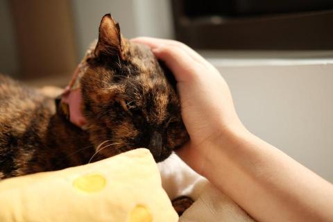 洪德程（Steven） - 