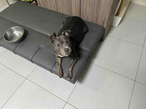 summer寵物保母 - summer:個性非常好,只是稍微胖了一點,希望體重可以達到標準。 summer寵物保母 - summer:個性非常好,只是稍微胖了一點,希望體重可以達到標準。