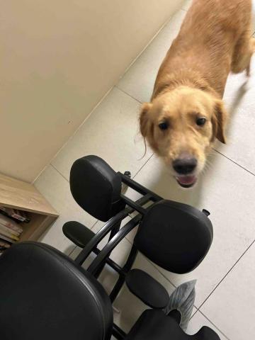 summer寵物保母 - Tink:超可愛的金毛,每次看到我都非常熱情,會往我身上撲,真希望後面有一道牆可以支撐我不會被撲倒⋯ summer寵物保母 - Tink:超可愛的金毛,每次看到我都非常熱情,會往我身上撲,真希望後面有一道牆可以支撐我不會被撲倒⋯