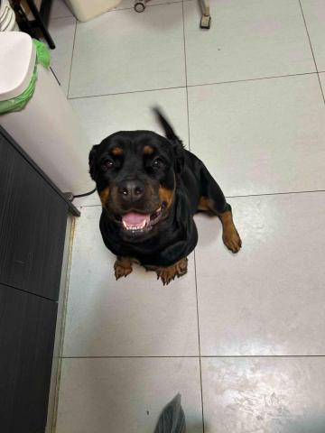 summer寵物保母 - 羅威納:很大一隻,剛開始會被她壯碩的身材嚇到,實際上是一隻特別熱情的小朋友,吃東西的速度非常驚人,食量也很大。 summer寵物保母 - 羅威納:很大一隻,剛開始會被她壯碩的身材嚇到,實際上是一隻特別熱情的小朋友,吃東西的速度非常驚人,食量也很大。