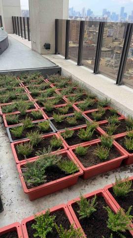 懸月栽種日誌工作室 - 社區綠美化，草花提供及種植。圖中為雪茄。