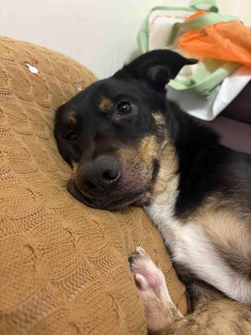 沒有人比我愛動物😍 - 