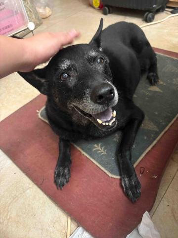 沒有人比我愛動物😍 - 