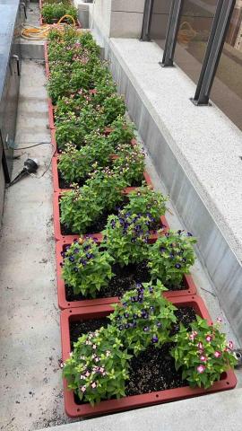 懸月栽種日誌工作室 - 社區綠美化，草花提供及種植。圖中為夏菫。