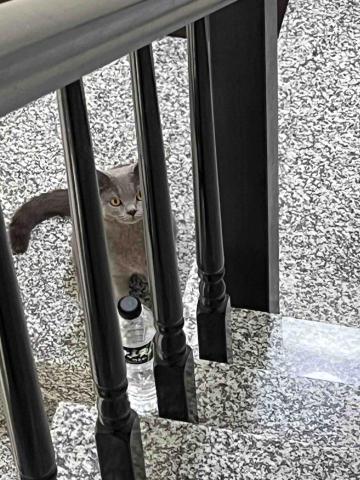 林詩叡 - 本人很喜歡動物呦 有需要照顧能跟我說～