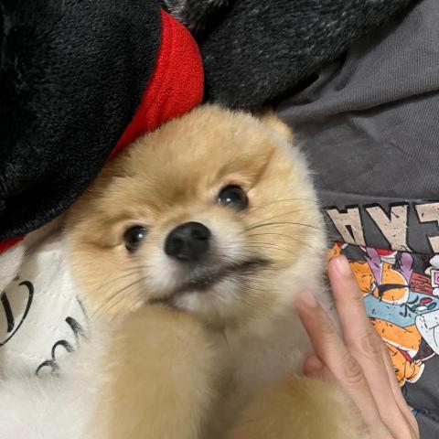 提供台南晚餐外送服務的專家Shin