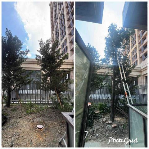 除草特攻隊 - 鋸樹