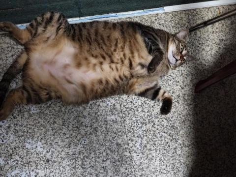 三重吊扇燈安裝師傅推薦阿平