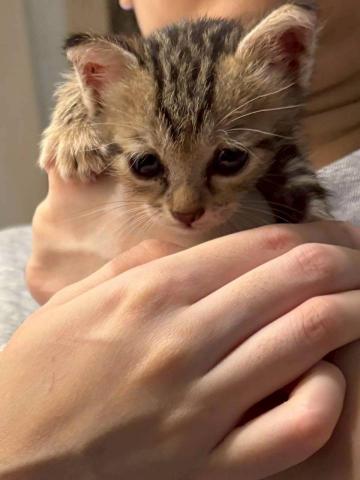 江爾亞 - 可愛的奶貓在失去媽媽後被收養，主人上班無法全心照顧交給我們寄養，那一段4個小時餵奶的日子裡，寶貝努力活下來了，越大越漂亮，完全信任我們的那一刻起覺得很幸福。