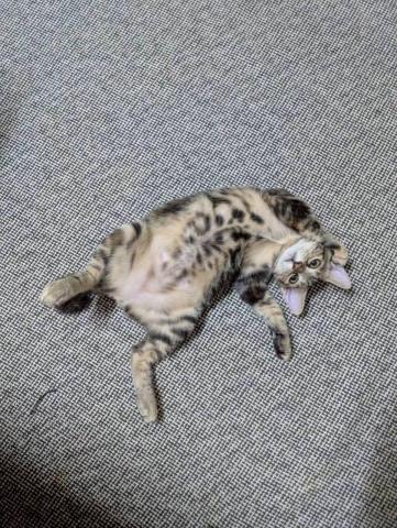 江爾亞 - 當寶貝信任人的時候，可以翻肚任意摸，超級療癒。