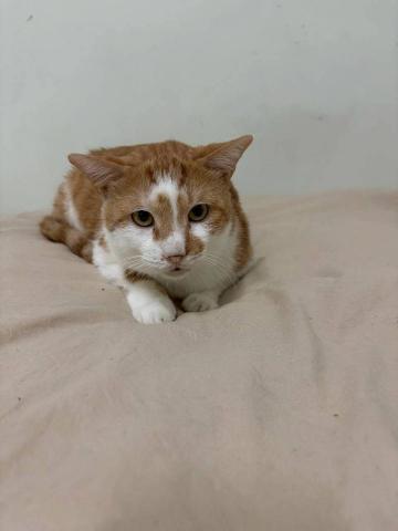 江爾亞 - 適應環境後，寶貝會開始親人，上床是一定要的，貼貼、抱抱、摸摸~~療癒~~