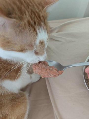 江爾亞 - 寶貝剛到不適應沒有食慾，褓姆貼身照顧湯匙餵食，很快就適應恢復精神，褓姆姐姐最棒。