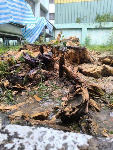 森澤企業社 - 樹頭清除作業