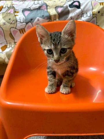 江爾亞 - 小衛兵的寄宿生活，坐在高處監視，有好吃的絕不放過的機靈寶寶。