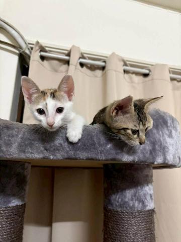 江爾亞 - 前後期奶貓寄宿成為好基友，好到24小時都要黏在一起，好可愛的一對寶。