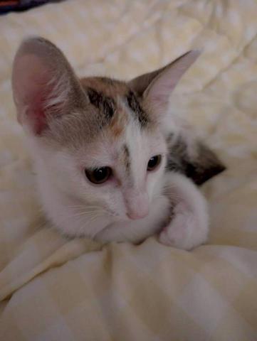 江爾亞 - 三花大美人，幼貓就看得出長大後會有多美，愛了~~