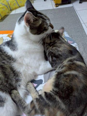 江爾亞 - 陪伴貓哥對每隻寄宿的寶貝有著溫柔的關愛，幫助寄宿的寶貝們盡快的適應環境，在寄宿期間有著安全快樂的生活。