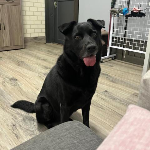 提供寄養服務的專家Erica顏