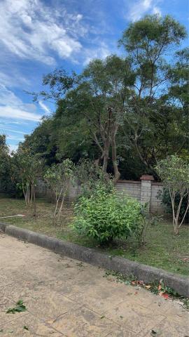 劉明鑫 - 樹木、草坪修剪 劉明鑫 - 樹木、草坪修剪