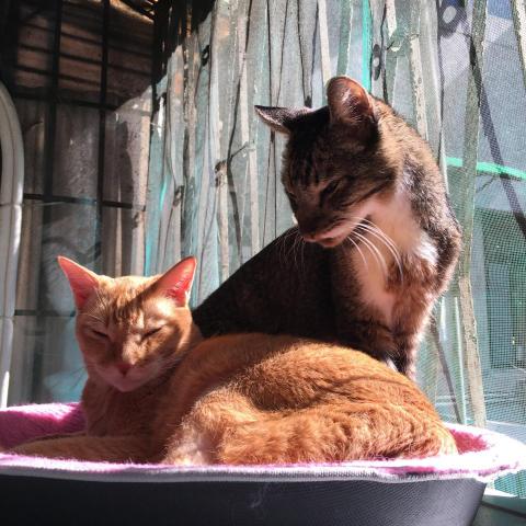 提供到府接睫毛台北服務的專家May台北寵物保姆