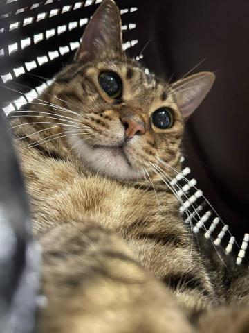 Ellie(艾利)姊姊｜宜蘭全區｜寵物保姆｜到府服務 &middot; 陪 - 到府寵物保姆，初次免費家訪！讓害羞的貓貓先認識保姆姐姐，正式服務時才不會嚇到有陌生人進家裡~~