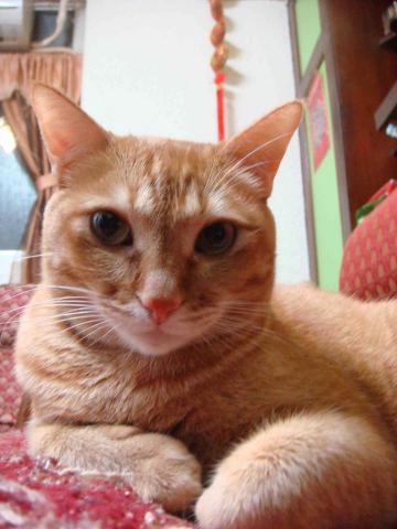 May台北寵物保姆 - 