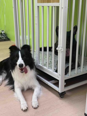 汪的Four 寵物旅館 - 