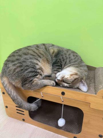 汪的Four 寵物旅館 - 