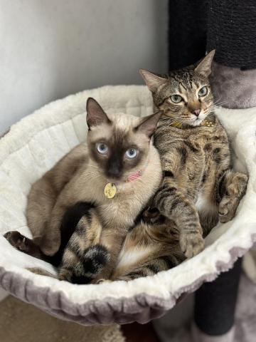 毛來寄旅 - 接待住宿客人：美甲師家的帥哥寶貝