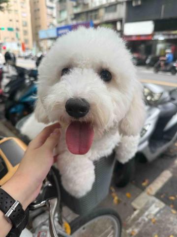 汪的Four 寵物旅館 - 