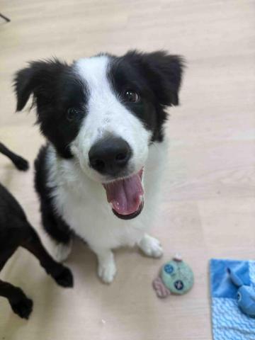 汪的Four 寵物旅館 - 