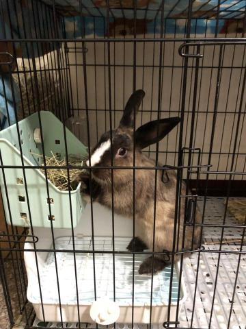 毛來寄旅 - 朋友出國5天，托寄養的兔寶貝^ ^
叫驢子