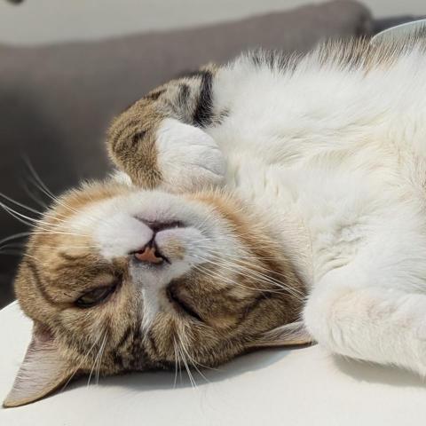 提供雲端服務的專家張簡英傑