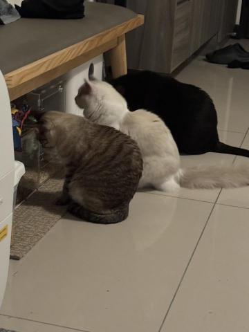 毛來寄旅 - 到府照顧5天的三隻可愛寶貝～（還記得阿姨嗎）1黑貓1虎斑暹羅1佈偶