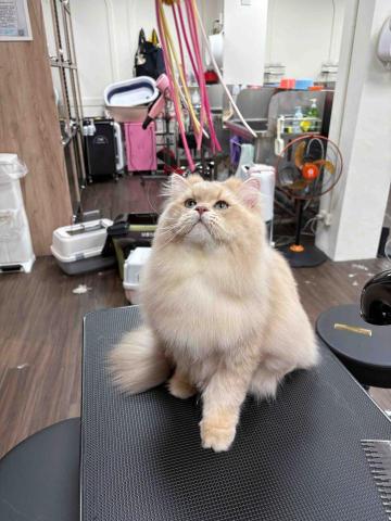 劉昀靜 -  劉昀靜 -