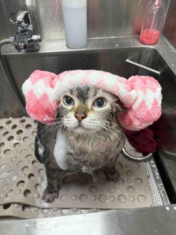 劉昀靜 -  劉昀靜 -