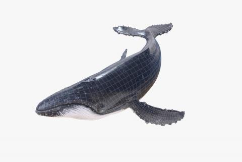 侯瀚翔 - 生物模型
製作軟體：MAYA、ZBrush、Photoshop、Substance Painter、Arnold、TopoGun