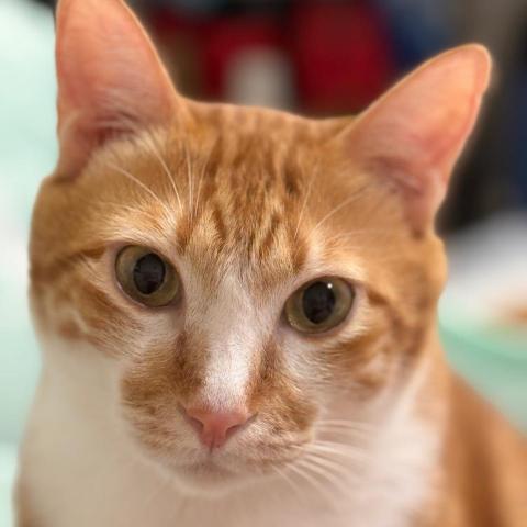 提供染髮劑灰服務的專家肉包媽