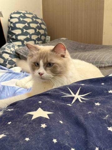 陳雅君 - 客戶家貓咪