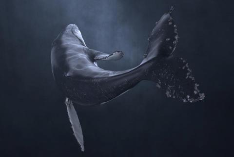 侯瀚翔 - 生物模型
製作軟體：MAYA、ZBrush、Photoshop、Substance Painter、Arnold、TopoGun