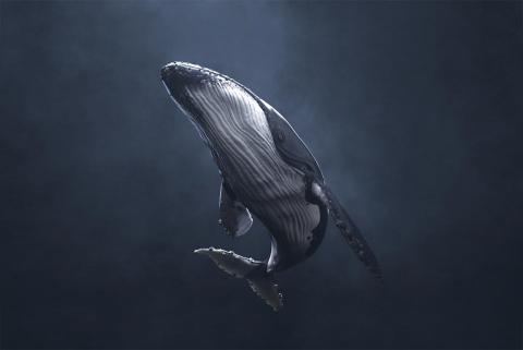 侯瀚翔 - 生物模型
製作軟體：MAYA、ZBrush、Photoshop、Substance Painter、Arnold、TopoGun