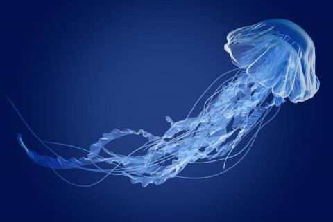 侯瀚翔 - 3D生物廣告模型
製作軟體：MAYA、ZBrush、Photoshop、Substance Painter、Arnold、TopoGun