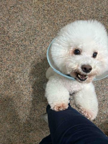 summer寵物保母 - 多比:非常可愛熱情的多比,但是我家訪的時候並不知道他不讓人離開,當我要離開的時候他會很激動地擋在前面咬我,還好我有穿長褲,嚇屎? summer寵物保母 - 多比:非常可愛熱情的多比,但是我家訪的時候並不知道他不讓人離開,當我要離開的時候他會很激動地擋在前面咬我,還好我有穿長褲,嚇屎?